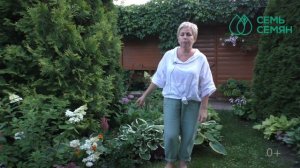 КАК ПРАВИЛЬНО УХАЖИВАТЬ ЗА АСТИЛЬБОЙ