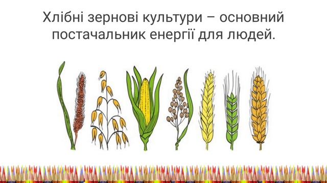 ЯДС 3 клас "Хлібні зернові культури" смотреть онлайн