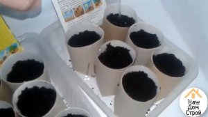 СТАКАНЧИКИ ДЛЯ РАССАДЫ/ Втулки от туалетной бумаги под рассаду/ ПОСЕВ СЕМЯН/ Рассада в рулончиках