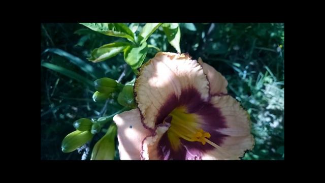 Роскошные лилейники , часть 2. смотреть онлайн