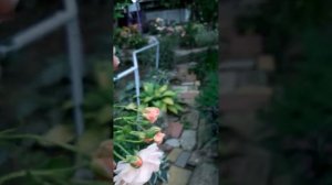 плетистая роза Пич Мельба