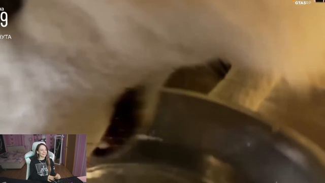 Fasoollka смотрит: САБАТОН MODESTAL | НАЧАЛО / Реакция фасольки