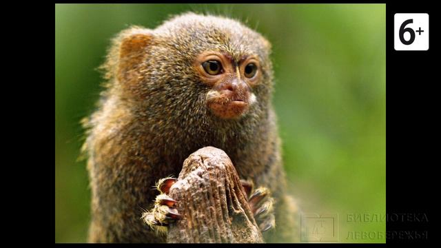 Удивительные соседи. Игрунка смотреть онлайн