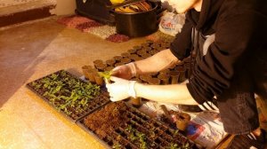 иван чай выращивание семенами видео№2