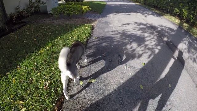 What My Husky Does When I Pretend Faint! смотреть онлайн
