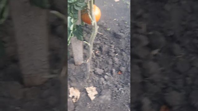 Способ заставить помидоры дозреть 🍅🍅🍅😀👍😄 подписывайтесь на канал смотреть онлайн