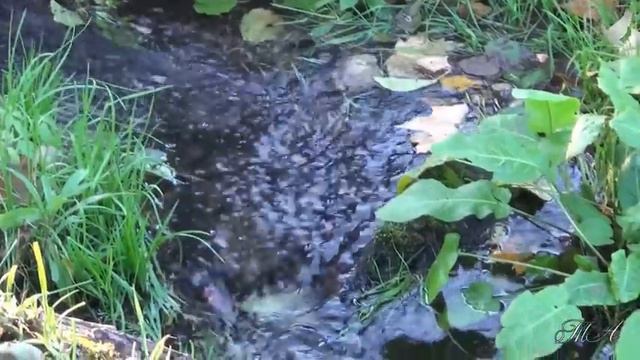 Любимые мелодии... Чистые пруды... Саксофон - Сергей Овчинников.