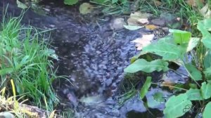 Любимые мелодии... Чистые пруды... Саксофон - Сергей Овчинников.