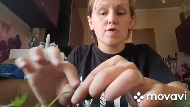 Сушка укропа в электросушилке смотреть онлайн