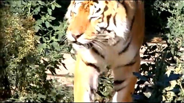 День тигра смотреть онлайн