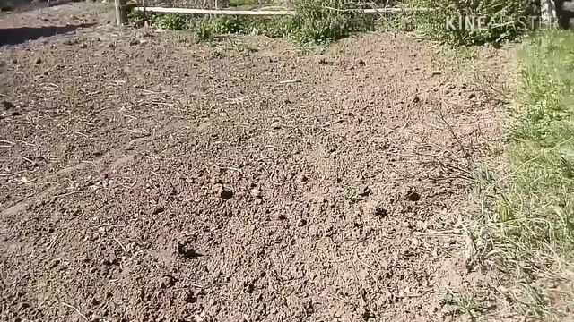 А мы в деревне! !!Копаем и сажаем.Родительский дом.