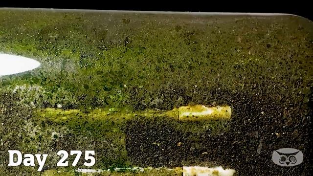 CIGARETTE IN SOIL - 1 YEAR Time Lapse [8K] смотреть онлайн