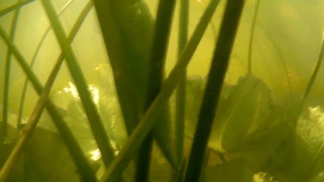 воблер за 10 тысяч !!! / ловим на Химеру / Воблер Chimera Baatezu 110 SS смотреть онлайн