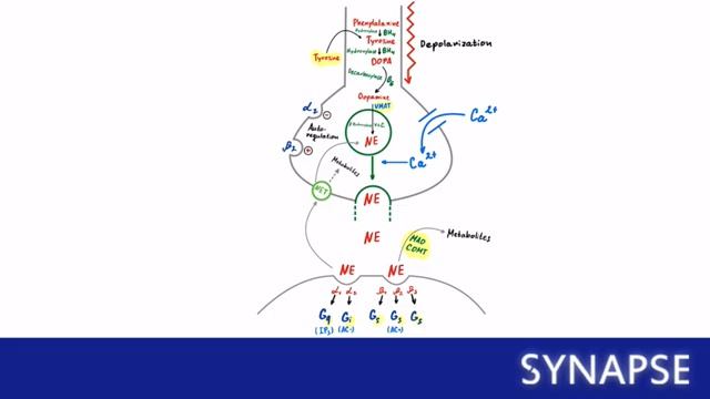 USMLE Step 1 - Адренергический синапс смотреть онлайн