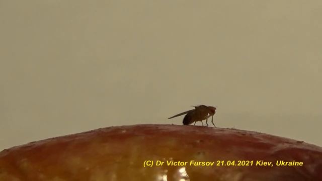 Откуда Крохотные Мухи Дрозофилы на Вашей Кухне? Как Избавиться? Why Does Drosophila Fly At Kitchen?