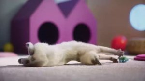 Котята и кошки  едим правильно — WHISKAS К Т У