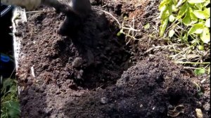 Картофель ранний "Жуковский". Урожай на 15 июля 2017 года.