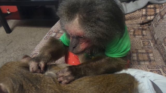 Ответ от Моти) смотреть онлайн