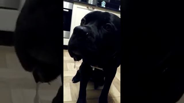 Дрессировка или как отучить собаку не есть что попало смотреть онлайн