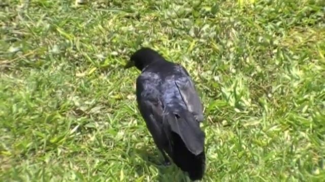 Grackle Male - Гракл (самец) смотреть онлайн