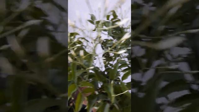 Комнатный жасмин смотреть онлайн