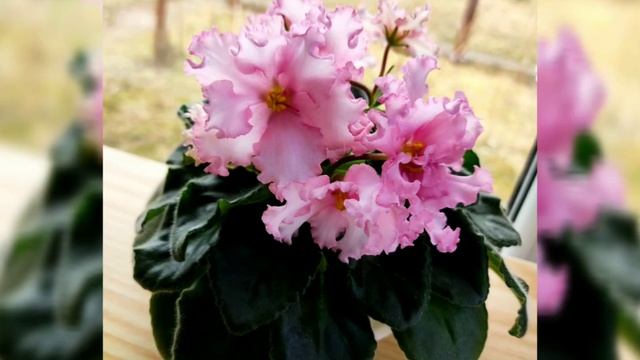 12 СОРТОВ ФИАЛОК С НАЗВАНИЯМИ. ФОТО ОБЗОР. смотреть онлайн