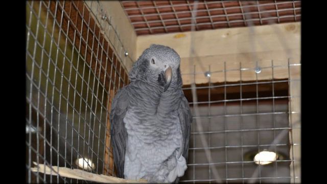 зов джунглей смотреть онлайн
