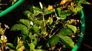 Защита растений в период вегетации. Биопрепараты Алирин-Б и Гамаир