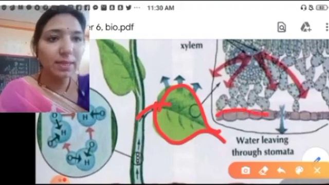 Class 12th Biology Lesson 6 Part 7 RBSE Book смотреть онлайн