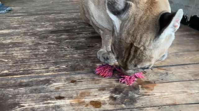 Лондон знакомится с запахом детёныша пумы смотреть онлайн