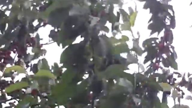 г. Таганрог, Ростовской обл. смотреть онлайн