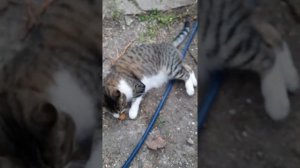 Актинидия и коты