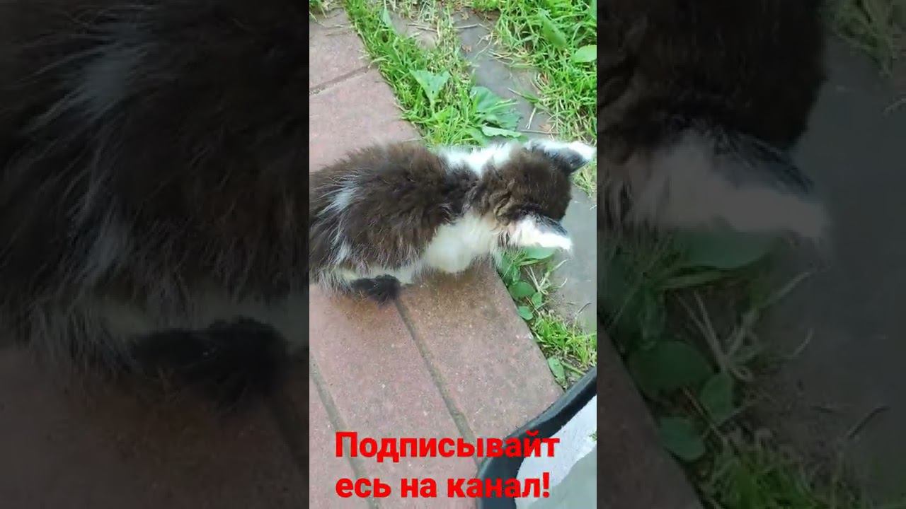 котëнок ходит! смотреть онлайн
