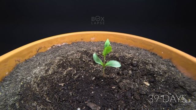APPLE TREE Growing From Seed TIME LAPSE - 171 Days смотреть онлайн