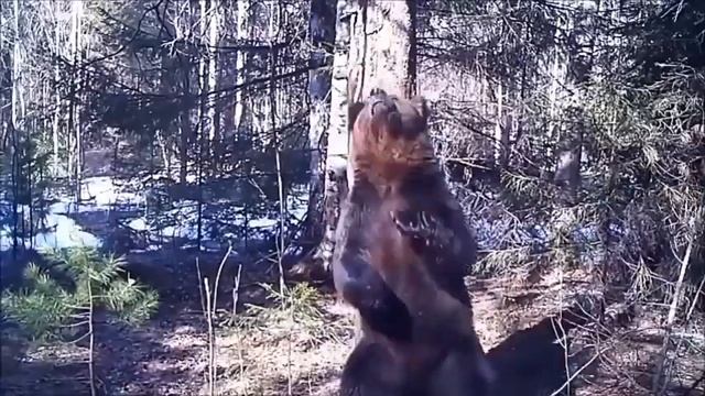медведь трётся об дерево смотреть онлайн