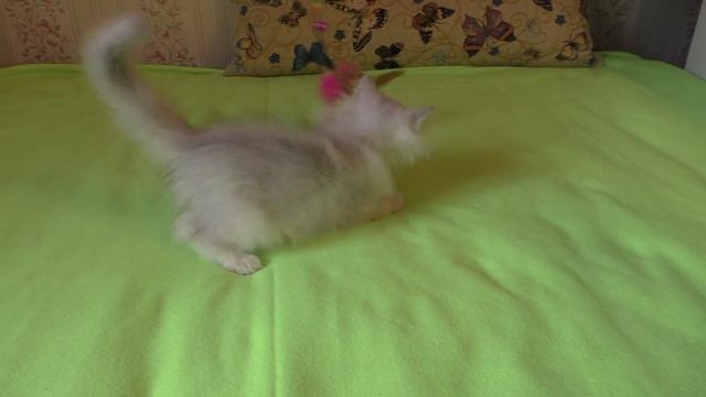 Шотландский прямоухий кот смотреть онлайн