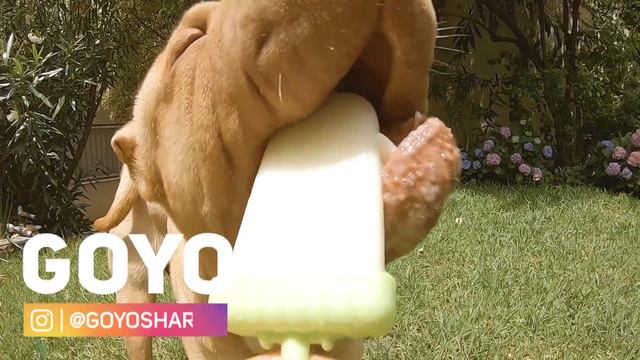 Sharpei Comiendo Helado Para Perro | Goyo Sharpei смотреть онлайн