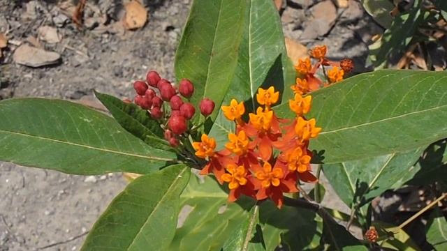 FLOR DE SANGRE: Asclepias curassavica (www.riomoros.com) смотреть онлайн