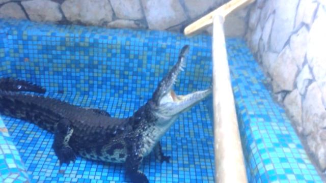 Очень злой крокодил! Стараюсь не стать ужином! смотреть онлайн