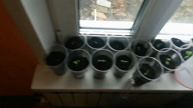 РАСПИКИРОВАЛИ ПЕРЦЫ/БАКЛАЖАНЫ/СЛОМАЛСЯ КРАН НА КУХНЕ/ПРИГОТОВИЛА СУП/ПОЖАРИЛА ТВОРОЖНИКИ