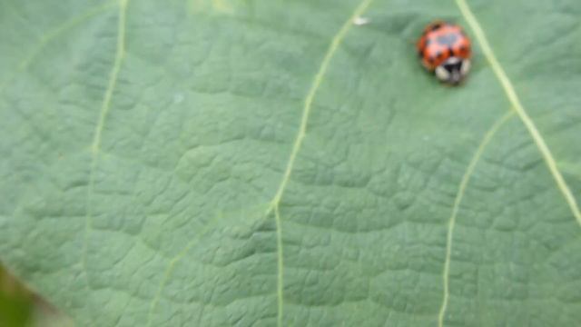 Runner Bean - Phaseolus Coccineus - Matbaunir - Klifurplöntur - Marjurtir