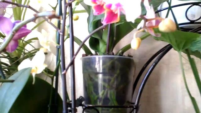 Как поливать орхидеи - пытаюсь разобраться! А вот когда поливать - уж точно запомнят все... смотреть онлайн