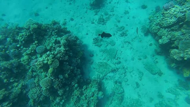 Синий спинорог. Риф отеля Hilton Sharks bay. Egypt. Red sea смотреть онлайн
