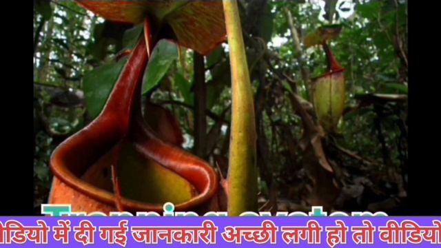 मांसाहारी पौधा नेपेंथेस // carnivorous plant nepenthes// Nepenthes species ? смотреть онлайн