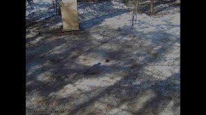 Звуки голоса весеннего вяхиря, лесного голубя в Ленинградской Области.