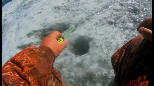 Весенний елец хитрец