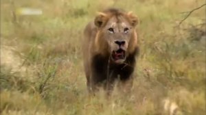 Охота львов, хищное нападение, прайды