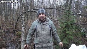 Сабельник болотный / Отсекающий болезни и продлевающий молодость