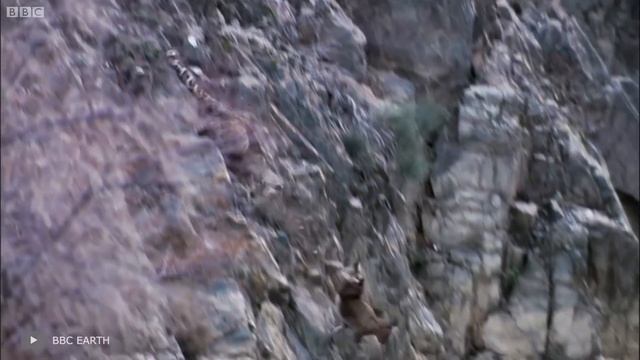 Эти Уникальные Битвы Животных Повезло Снять на Камеру