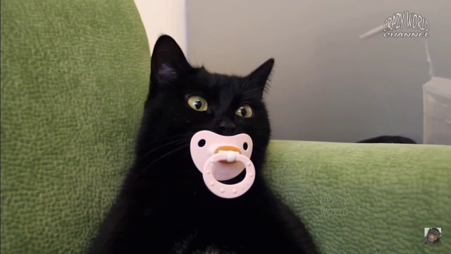 котоприкол смотреть онлайн